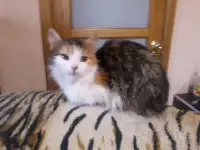 Котята, фотография 4