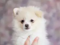 Продажа щенков померанского шпица, фотография 7