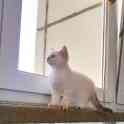 Котенок, фотография 3