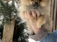 Померанский шпиц