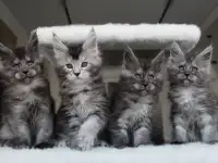 Котята мейн-кун!, фотография 3