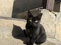 Котята в добрые руки, фотография 6