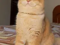 Племенной кот., фотография 6