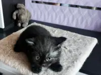 Котята Скоттиш-Страйт, фотография 4