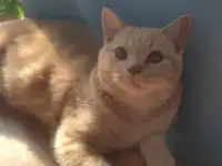 Элитный британский котенок, фотография 3