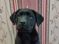 Щенки лабрадора из питомника MercuryPuppy, фотография 4