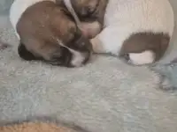 Щенки Джек рассел