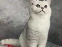 Британские котята, фотография 3