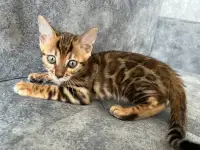 Продам бенгальских котят, фотография 6