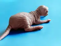 Котята канадского сфинкса, фотография 10