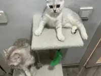 Шотландская девочка, фотография 3