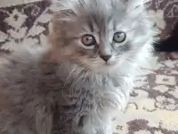 Котята, фотография 3