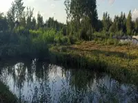 Дачный участок, Петушки Новики, фотография 3