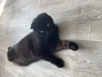 Продам вислоухую кошку
