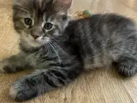 Котята мейн-кун, фотография 4