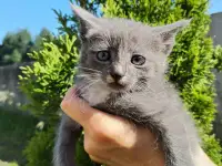 Забавные котята ищут добрые руки, фотография 6