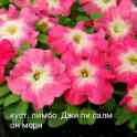 Петунья сеянцы и черенки, фотография 3