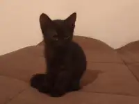 Котята в дар, фотография 3