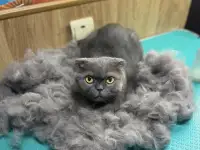 Грумер/груминг кошек, фотография 2