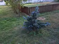 Земельный участок с домом в пригороде города Солигорска, фотография 10