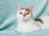 Веселая Ленси