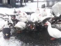 утки петухи, фотография 2