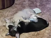 Два мальчика для радости, фотография 4