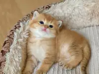 Котята шотландские ЗОЛОТАЯ ШИНШИЛЛА, фотография 2