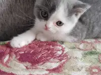 Котятки, фотография 6