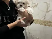 Щенок мальтезе, фотография 4