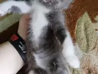 Котята, фотография 5