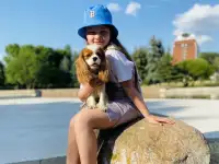 Жених Кавалер Кинг Чарльз Спаниель. Вязка, фотография 3