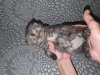 Продажа котят, фотография 5