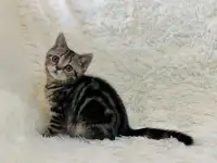 Шотландская прямоухая кошечка, котенок, страйт, окрас SFS 71 n22, мрамор, фотография 3