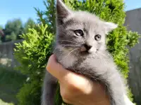 Забавные котята ищут добрые руки, фотография 2