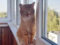 Ищет дом ласковый и интеллигентный молодой котик!!!
