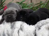 Щенки Кане -Корсо