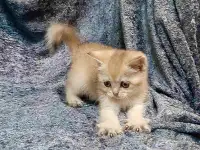 Шотландская кошка золотая шиншилла, фотография 1