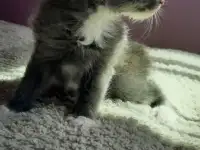 Котята ищут дом, фотография 3