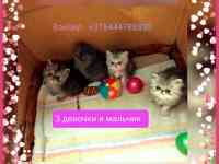 Персидские котята экстремального типа чистокровные персы.