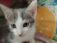 Милые котята ищут дом, фотография 8