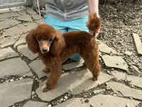 щенки пуделя мальчики и девочки, фотография 2