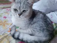 Манчкин кот, фотография 3