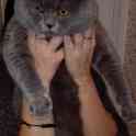 Британский короткошерстный.  Вязка, фотография 3