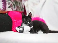 Черно-белый котенок Эльф ищет дом!, фотография 5