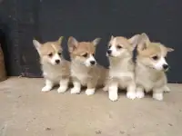 Щенки Корги Продажа, фотография 2