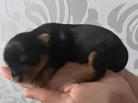 Продам щенка йорка, фотография 2