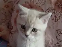 Котята, фотография 3