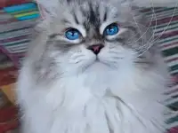 Сибирский кот, невский маскарадный кот ищет новую семью, фотография 2