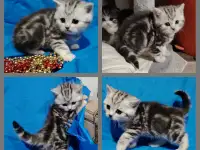 Котята., фотография 2